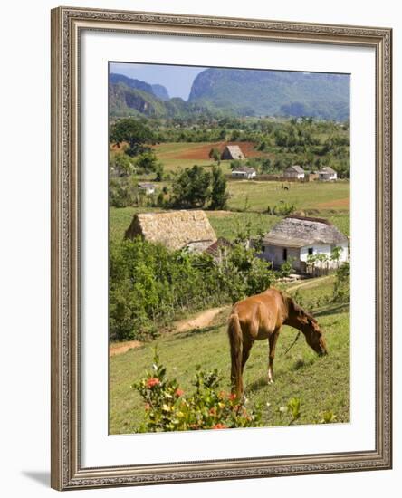 Horse Grazing on a Hillside in the Valle De Vinales, Pinar Del Rio Province, Cuba-Martin Child-Framed Photographic Print