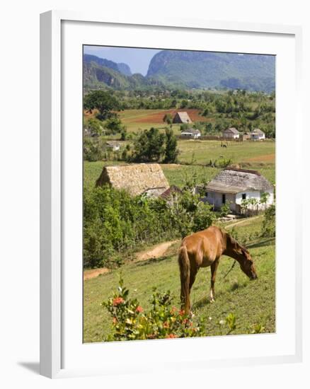 Horse Grazing on a Hillside in the Valle De Vinales, Pinar Del Rio Province, Cuba-Martin Child-Framed Photographic Print