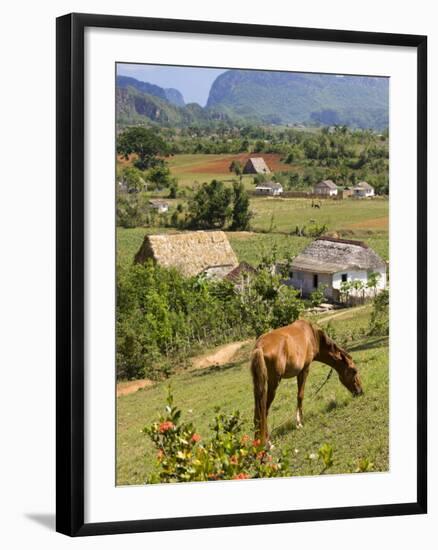 Horse Grazing on a Hillside in the Valle De Vinales, Pinar Del Rio Province, Cuba-Martin Child-Framed Photographic Print