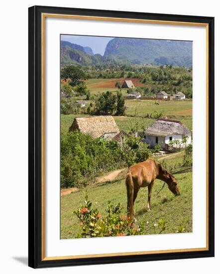 Horse Grazing on a Hillside in the Valle De Vinales, Pinar Del Rio Province, Cuba-Martin Child-Framed Photographic Print