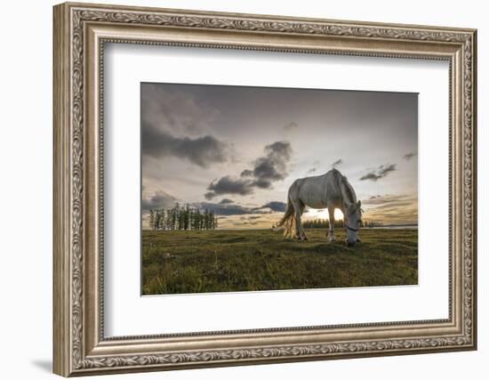 Horse grazing on the shores of Hovsgol Lake at sunset, Hovsgol province, Mongolia, Central Asia, As-Francesco Vaninetti-Framed Photographic Print