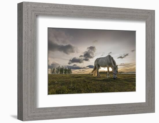 Horse grazing on the shores of Hovsgol Lake at sunset, Hovsgol province, Mongolia, Central Asia, As-Francesco Vaninetti-Framed Photographic Print