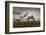 Horse grazing on the shores of Hovsgol Lake at sunset, Hovsgol province, Mongolia, Central Asia, As-Francesco Vaninetti-Framed Photographic Print