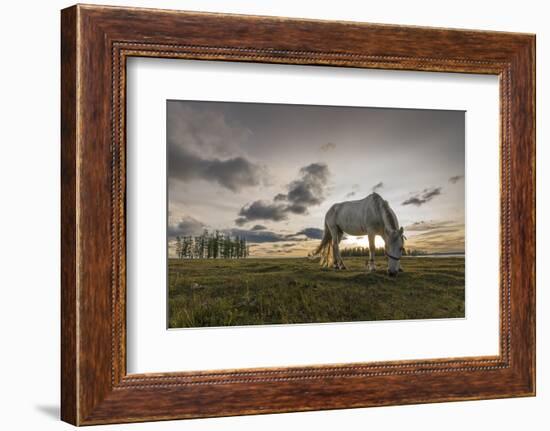 Horse grazing on the shores of Hovsgol Lake at sunset, Hovsgol province, Mongolia, Central Asia, As-Francesco Vaninetti-Framed Photographic Print