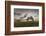 Horse grazing on the shores of Hovsgol Lake at sunset, Hovsgol province, Mongolia, Central Asia, As-Francesco Vaninetti-Framed Photographic Print