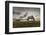 Horse grazing on the shores of Hovsgol Lake at sunset, Hovsgol province, Mongolia, Central Asia, As-Francesco Vaninetti-Framed Photographic Print