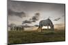 Horse grazing on the shores of Hovsgol Lake at sunset, Hovsgol province, Mongolia, Central Asia, As-Francesco Vaninetti-Mounted Photographic Print