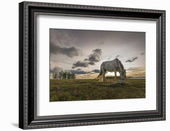 Horse grazing on the shores of Hovsgol Lake at sunset, Hovsgol province, Mongolia, Central Asia, As-Francesco Vaninetti-Framed Photographic Print