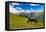 Horse grazing with Khaldechala River Valley and Caucasian mountains in background-Jan Miracky-Framed Premier Image Canvas