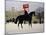 Horse Guards Parade-Vincent Haddelsey-Mounted Giclee Print