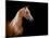 Horse Head Isolated On Black Background-Alexia Khruscheva-Mounted Art Print