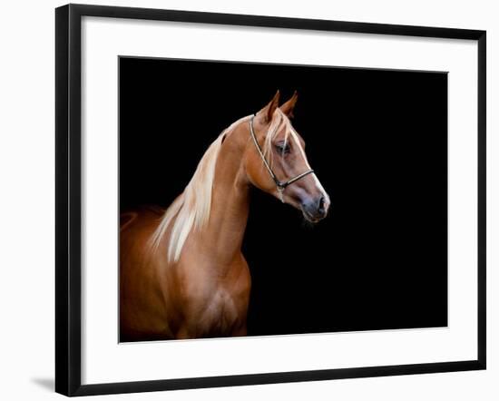 Horse Head Isolated On Black Background-Alexia Khruscheva-Framed Art Print