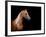 Horse Head Isolated On Black Background-Alexia Khruscheva-Framed Art Print