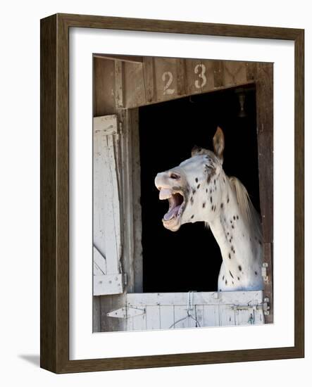 Horse in a Stalllaughing-Nora Hernandez-Framed Photographic Print