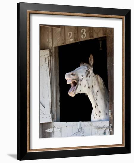 Horse in a Stalllaughing-Nora Hernandez-Framed Photographic Print