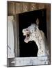 Horse in a Stalllaughing-Nora Hernandez-Mounted Photographic Print