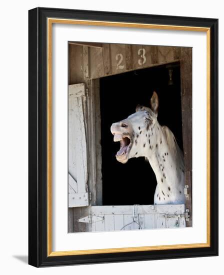 Horse in a Stalllaughing-Nora Hernandez-Framed Photographic Print