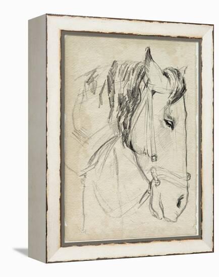 Horse in Bridle Sketch I-Jennifer Parker-Framed Stretched Canvas