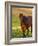 Horse in Pasture Near Pullman, Washington, USA-Chuck Haney-Framed Photographic Print