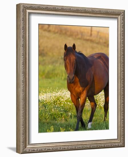 Horse in Pasture Near Pullman, Washington, USA-Chuck Haney-Framed Photographic Print