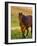 Horse in Pasture Near Pullman, Washington, USA-Chuck Haney-Framed Photographic Print