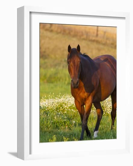 Horse in Pasture Near Pullman, Washington, USA-Chuck Haney-Framed Photographic Print