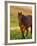 Horse in Pasture Near Pullman, Washington, USA-Chuck Haney-Framed Photographic Print