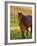 Horse in Pasture Near Pullman, Washington, USA-Chuck Haney-Framed Photographic Print