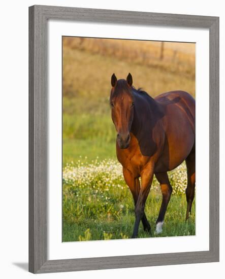 Horse in Pasture Near Pullman, Washington, USA-Chuck Haney-Framed Photographic Print