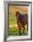 Horse in Pasture Near Pullman, Washington, USA-Chuck Haney-Framed Photographic Print