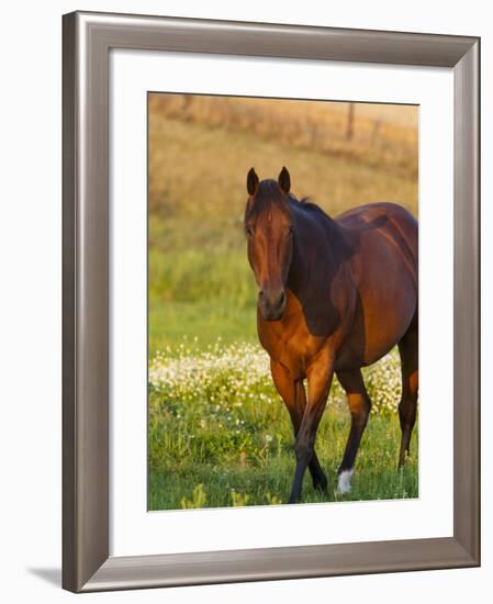 Horse in Pasture Near Pullman, Washington, USA-Chuck Haney-Framed Photographic Print