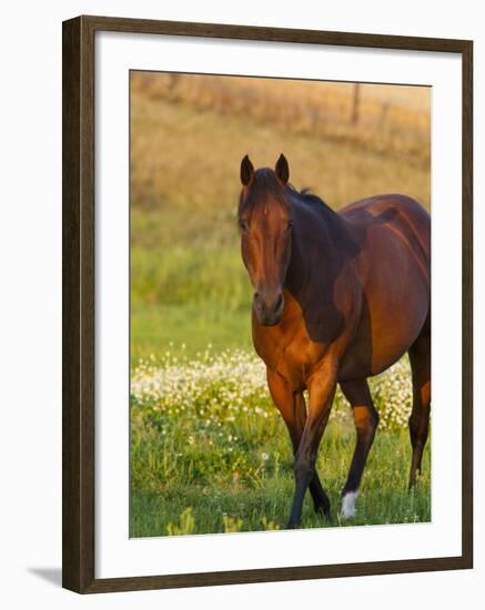 Horse in Pasture Near Pullman, Washington, USA-Chuck Haney-Framed Photographic Print