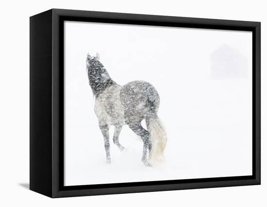 Horse In Snow Storm With Shed In Background, USA-Carol Walker-Framed Premier Image Canvas