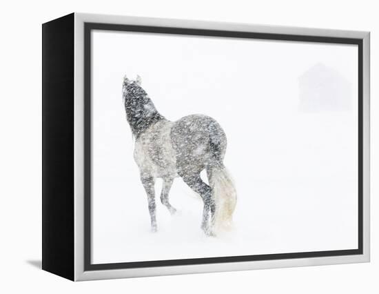 Horse In Snow Storm With Shed In Background, USA-Carol Walker-Framed Premier Image Canvas