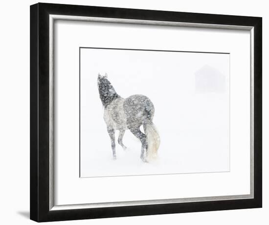 Horse In Snow Storm With Shed In Background, USA-Carol Walker-Framed Photographic Print