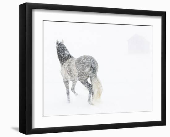 Horse In Snow Storm With Shed In Background, USA-Carol Walker-Framed Photographic Print