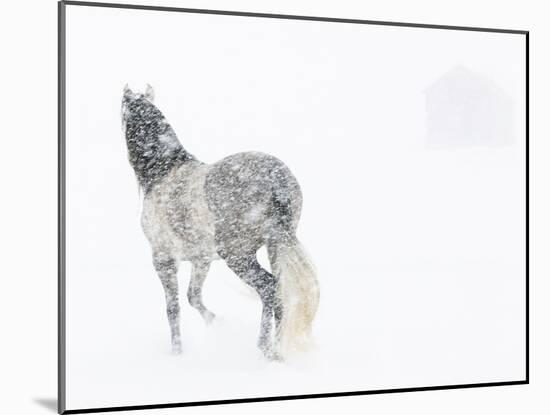 Horse In Snow Storm With Shed In Background, USA-Carol Walker-Mounted Photographic Print