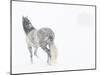 Horse In Snow Storm With Shed In Background, USA-Carol Walker-Mounted Photographic Print