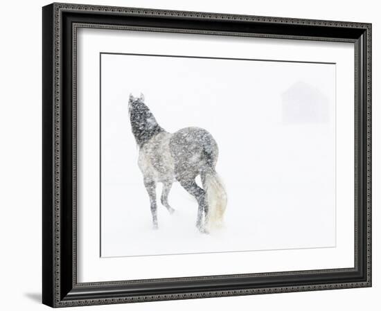 Horse In Snow Storm With Shed In Background, USA-Carol Walker-Framed Photographic Print