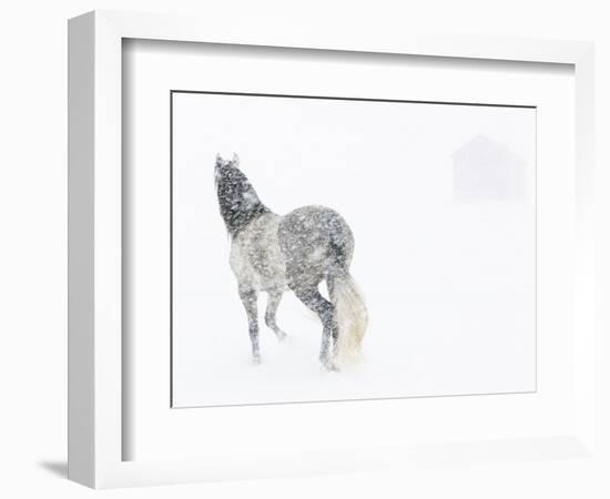 Horse In Snow Storm With Shed In Background, USA-Carol Walker-Framed Photographic Print