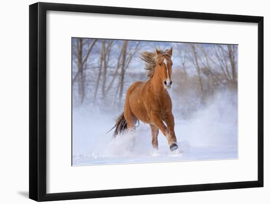 Horse in Snow-Lantern Press-Framed Art Print