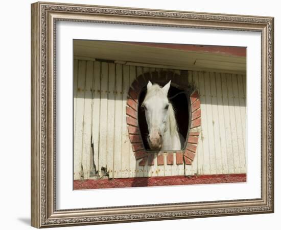 Horse in Stables on Way to Monteverde, Costa Rica, Central America-R H Productions-Framed Photographic Print