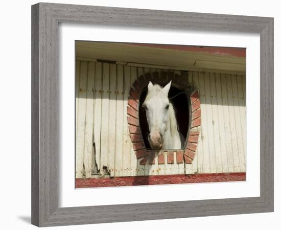 Horse in Stables on Way to Monteverde, Costa Rica, Central America-R H Productions-Framed Photographic Print