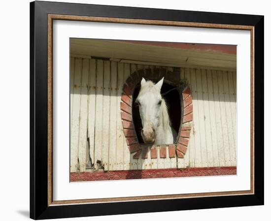 Horse in Stables on Way to Monteverde, Costa Rica, Central America-R H Productions-Framed Photographic Print