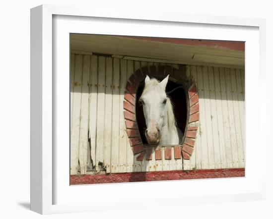 Horse in Stables on Way to Monteverde, Costa Rica, Central America-R H Productions-Framed Photographic Print