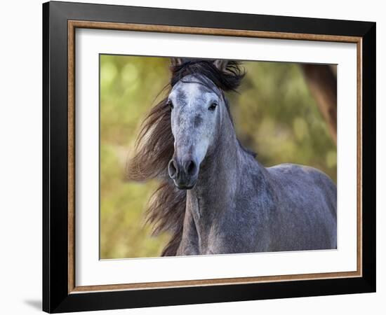 Horse in the Field I-Ozana Sturgeon-Framed Photographic Print