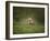 Horse in the Field II-Ozana Sturgeon-Framed Photographic Print