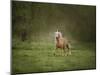 Horse in the Field II-Ozana Sturgeon-Mounted Photographic Print