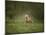 Horse in the Field II-Ozana Sturgeon-Mounted Photographic Print