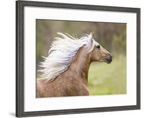 Horse in the Field III-Ozana Sturgeon-Framed Art Print